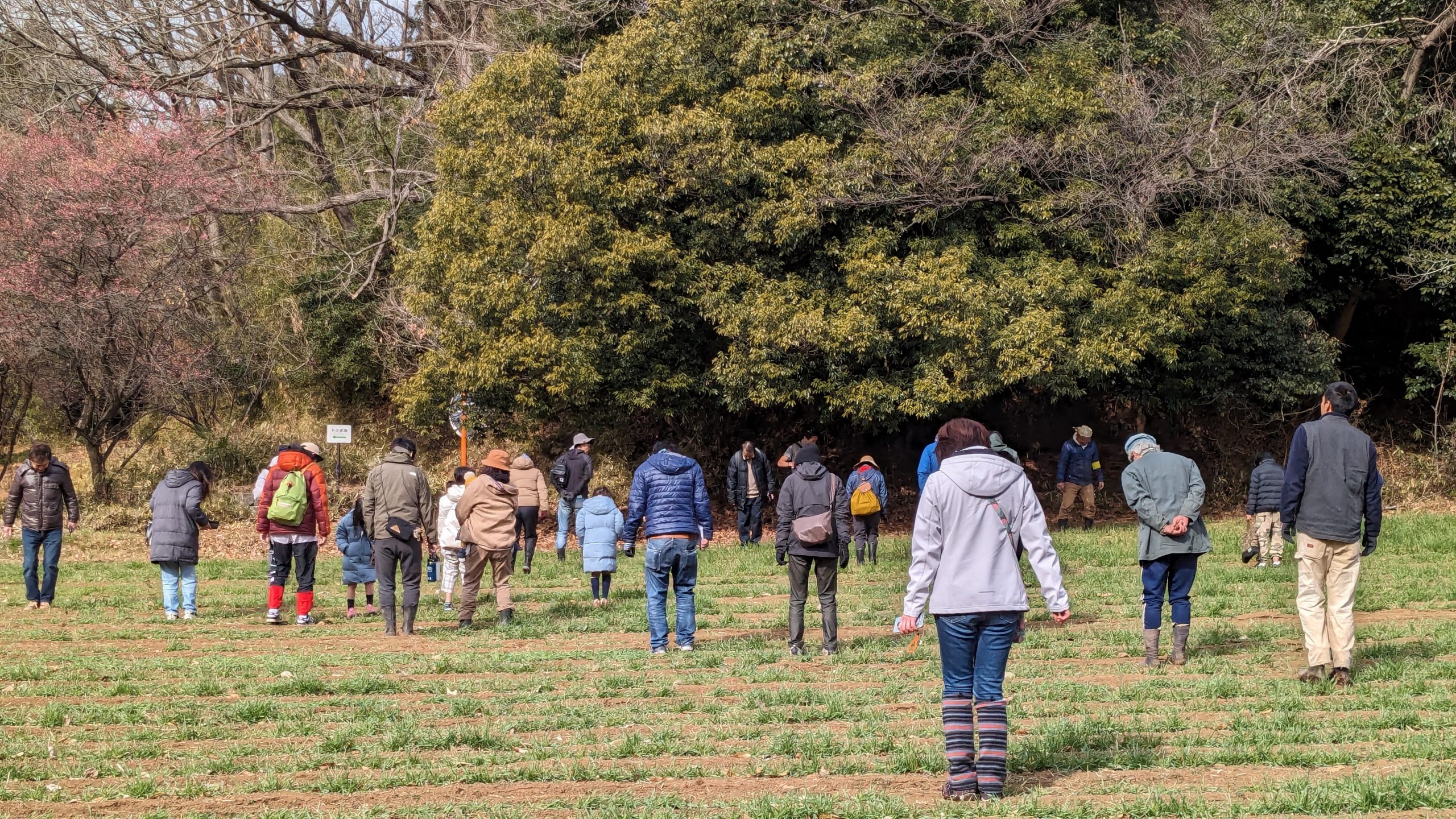 太鼓に合わせて麦踏みふみふみ