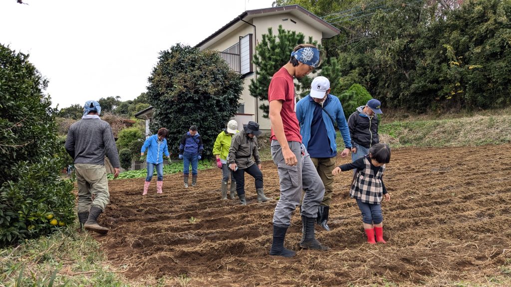 20241116麦の種まき
