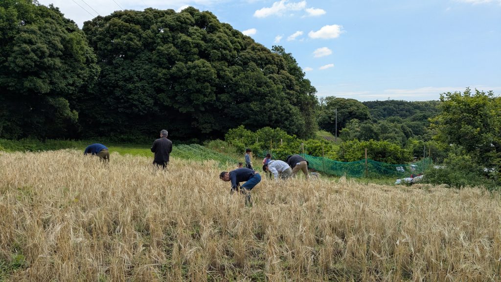 大麦収穫