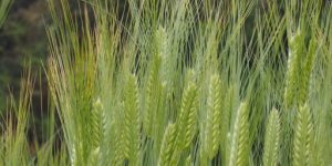 麦の出穂
